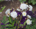 Flocon de Neige rose photo