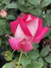 Picture Perfect rose photo