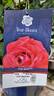 True Spirit rose photo