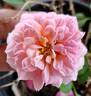 Mood Music rose photo