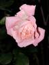 Liv Tyler ® rose photo