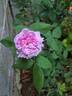 Madame Boll rose photo