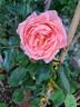 Liv Tyler ® rose photo