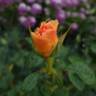 Jean de Luxembourg, roi de Bohême rose photo