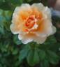 Jean de Luxembourg, roi de Bohême rose photo