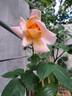Michèle Meilland rose photo