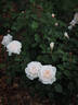 EVEvilady rose photo