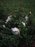 EVEvilady rose photo