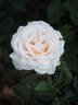 EVEvilady rose photo