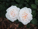 EVEvilady rose photo