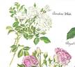 Sander's White rose photo