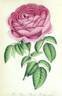 Prince Bazile Dolgorouky rose photo