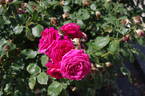 Heathcliff rose photo