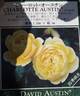 Charlotte Austin rose photo