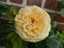 Atco Royale rose photo