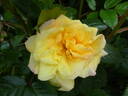 Postillion ® rose photo