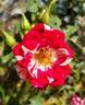 Hurdy Gurdy rose photo