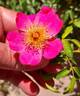 42-03-02CLINOXPINKPINK rose photo