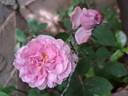 Madame Boll rose photo