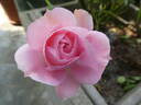 Rosenprofessor Sieber ® rose photo
