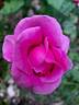 Purple Passion ™ rose photo