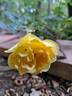 Bee's Paradise rose photo