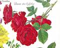 Danse des Sylphes rose photo