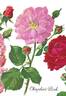 Chaplin's Pink rose photo