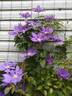 H. F. Young clematis photo