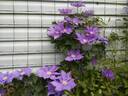 H. F. Young clematis photo