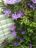 H. F. Young clematis photo
