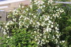 Helvi rose photo