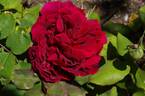 Will Rogers rose photo