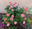 Jean Cocteau ® rose photo