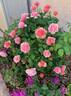 Jean Cocteau ® rose photo