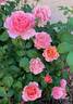 Jean Cocteau ® rose photo