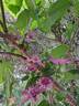Multi Pink clematis photo