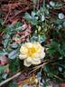Bee's Paradise rose photo
