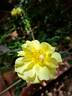Bee's Paradise rose photo