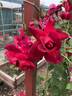 Souvenir de Claudius Denoyel rose photo