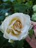 Brindabella Touch of Pink ™ rose photo