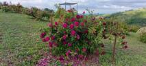 Etoile Pourpre rose photo