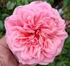 Addo Heritage rose photo