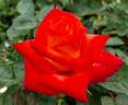 Clos Fleuri d'Or rose photo