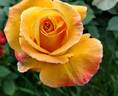 Sultry ™ rose photo