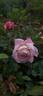 Kathryn rose photo