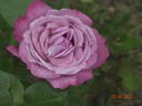 Blue Parfum ® rose photo