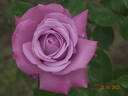 Blue Parfum ® rose photo