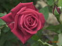 Konrad Adenauer rose photo