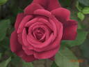 Konrad Adenauer rose photo